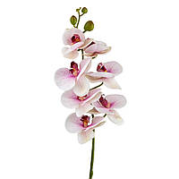 Орхидея "Фаленопсис", бело-розовая 75 см