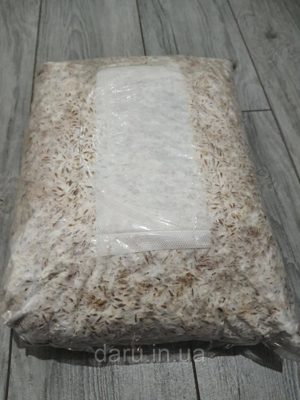Міцелій Гливи зерновий К 17 упаковка 6 кг