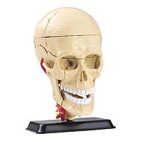 Модель черепа с нервами сборная 9 см (SK010) -SK010 Edu-Toys