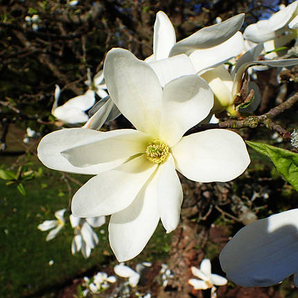 Магнолія Кобус / h 80-100 / Magnolia kobus, фото 2