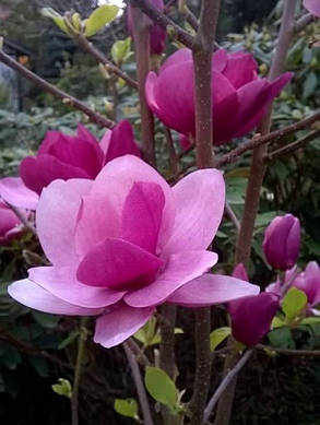 Магнолія гібридна Клеопатра \ Magnolia 'Cleopatra' (саджанці 3 роки 70 - 90см ), фото 1