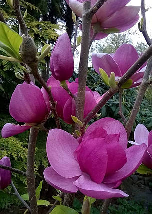 Магнолія гібридна Клеопатра \ Magnolia 'Cleopatra' (саджанці 3 роки 70 - 90см ), фото 3