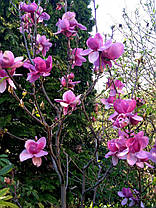 Магнолія гібридна Клеопатра \ Magnolia 'Cleopatra' (саджанці 3 роки 70 - 90см ), фото 5