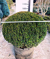 Тис ягодный шар Taxus baccata d 80-90 c 60 l