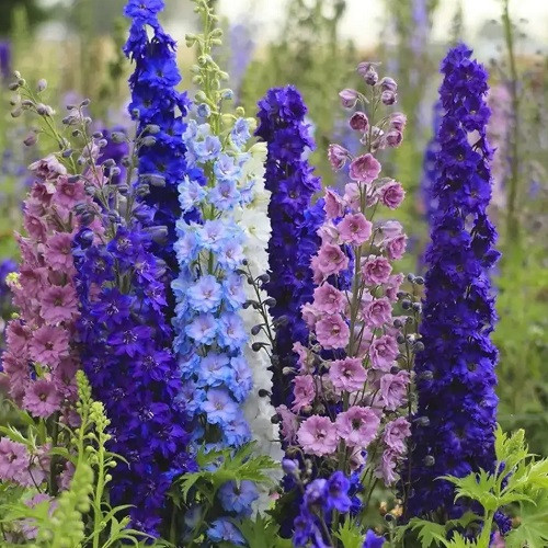 Насіння Дельфініума Чарівний фонтан (0.15г), фото 1
