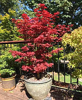 Японский клен Florinda Japanese maple, acer palmatum Little Red Magical Colours, 70-90см, объем горшка 3л