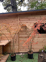Японский клен Rovinsky Garden (Japanese maple), acer palmatum RYUSEN Red-Orange-Yellow Leaves, высота 2 - 3м,