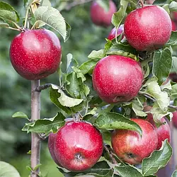 Яблуня Флоріна (Malus Domestica Florina/Querina) - ВКС, 4 роки