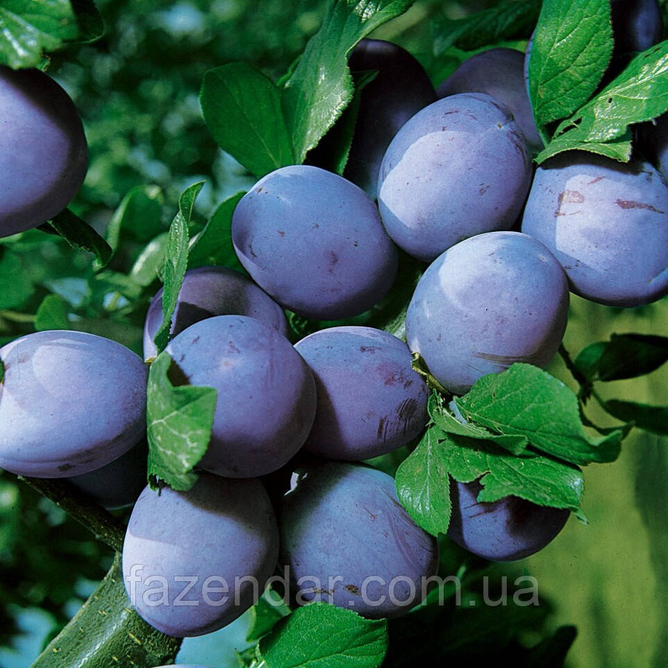 Слива Стенлі (Prunus domestica Stanley) - ЗКС, 6 років