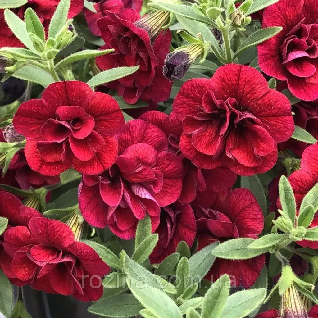 Калібрахоа Superbells Double Ruby