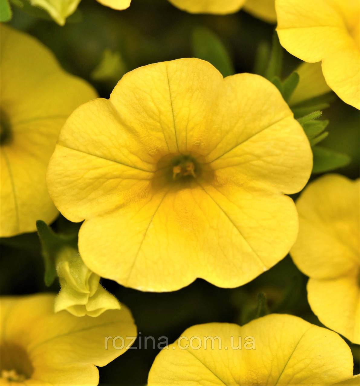 Калібрахоа Cabaret Early Deep Yellow