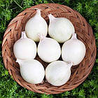 Цибуля-сівок весняний СноуБолл (Snowball), Голландія, 0,5 кг, фото 4