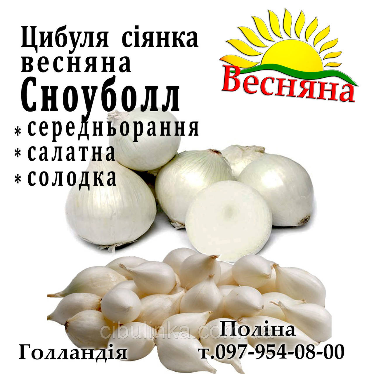 Цибуля-сівок весняний СноуБолл (Snowball), Голландія, 0,5 кг