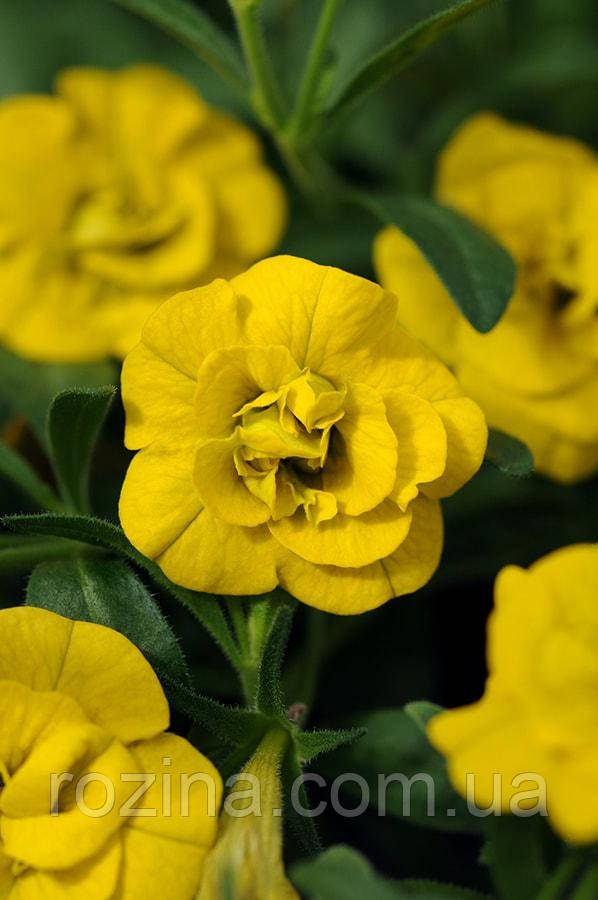 Калібрахоа Cabaret Double Yellow