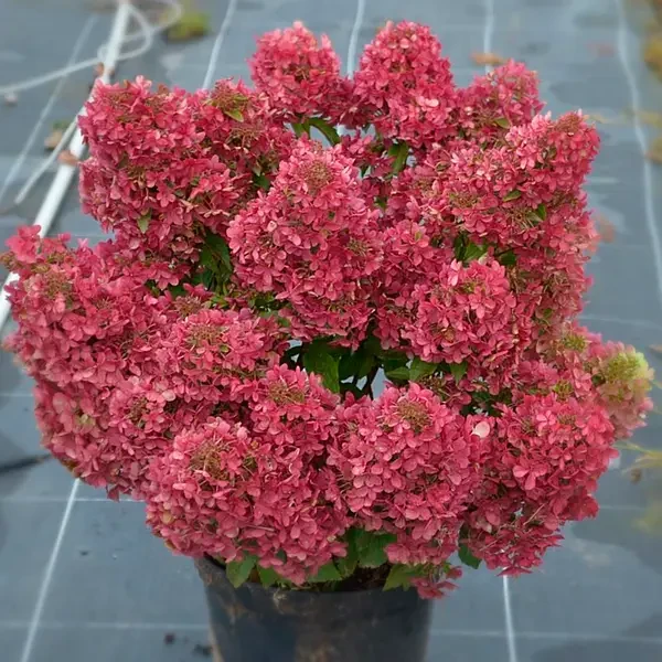 Гортензія волотиста Petite Cherry 3 річна, Гортензия метельчатая Петит Чері, Hydrangea paniculata Petite Cherry