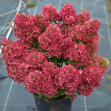 Гортензія волотиста Petite Cherry 3 річна, Гортензия метельчатая Петит Чері, Hydrangea paniculata Petite Cherry, фото 1