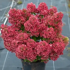 Гортензія волотиста Petite Cherry 3 річна, Гортензия метельчатая Петит Чері, Hydrangea paniculata Petite Cherry