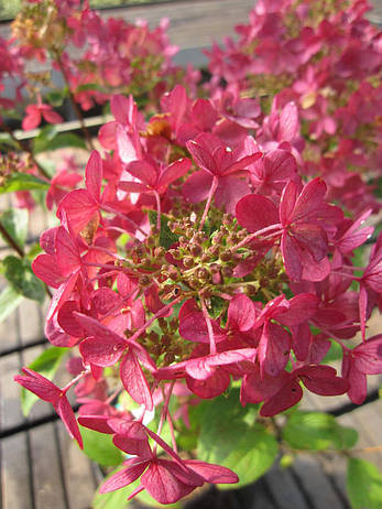 Гортензія волотиста Petite Cherry 3 річна, Гортензия метельчатая Петит Чері, Hydrangea paniculata Petite Cherry, фото 2