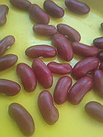 8 шт Семена фасоли сорт Рубин красная кустовая Код/Артикул 72