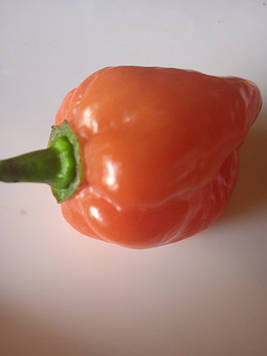 4 шт Гострий перець Хабанеро жовтий (Habanero Pepper) насіння Код/Артикул 72