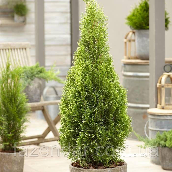 Туя західна Смарагд (Thuja occidentalis Smaragd) - ЗКС (вкорінена в горщику C1.5), висота 40-50 см