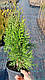 Туя західна Смарагд (Thuja occidentalis Smaragd) - ЗКС (вкорінена в горщику C1.5), висота 40-50 см, фото 3