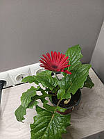 Цветок гербера в горшке, комнатное растение гербера в горшке ,цветущее растение (Gerbera)