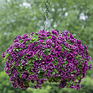 Petunia Tumbelina Compact Julianna, фото 3