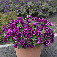 Petunia Tumbelina Compact Julianna, фото 4