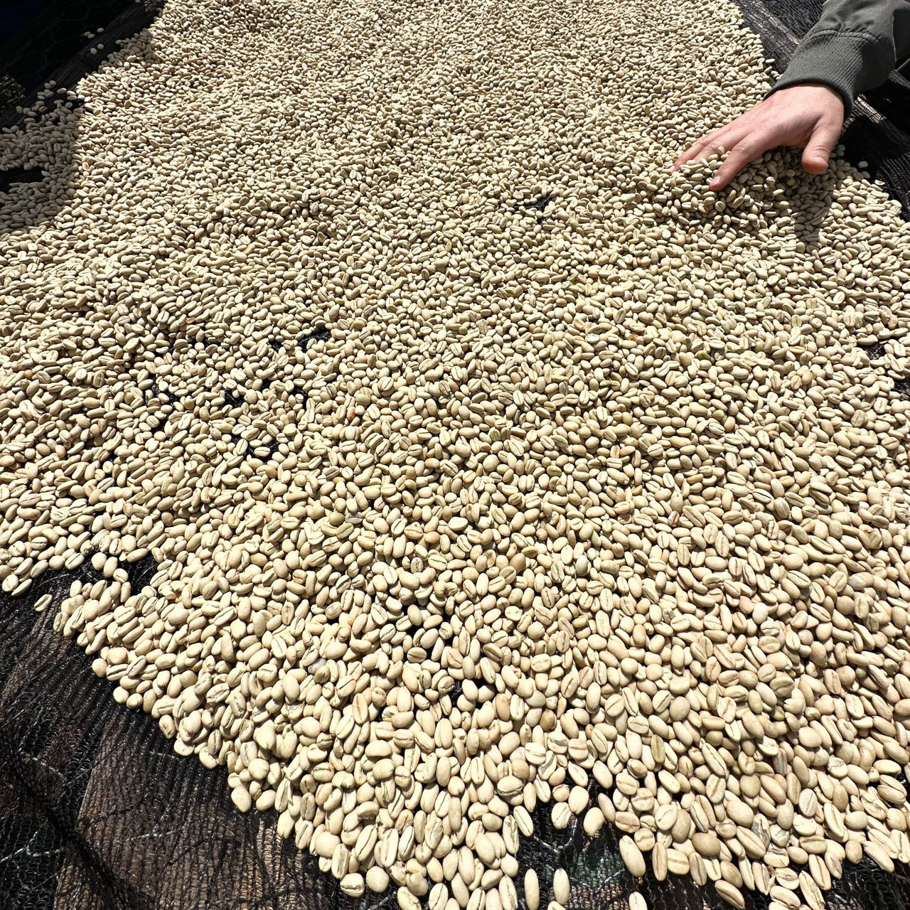 Зерновой кофе натуральный Super Espresso купаж 80% 20% свежеобжаренный 1 кг - фото 8 - id-p2141676761