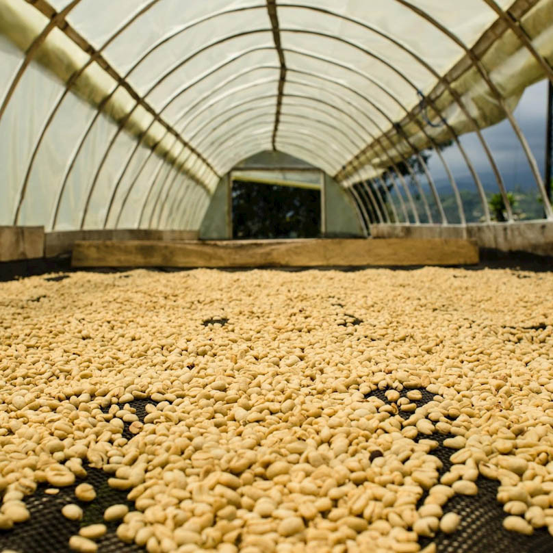 Кофе в зернах бленд Strong 30% арабика 70% робуста свежей обжарки 1 кг - фото 7 - id-p2141765290