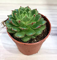 Ехеверия Echeveria Temptation Суккулент Комнатное растение