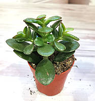 Крассула минор Crassula minor Суккулент Комнатное растение толстянка денежное дерево