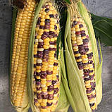 Цукрова кукурудза Бордо 4000нас біколор, Насіння жовто-синьої кукурудзи на 7сот Мнагор, фото 2