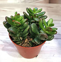 Крассула Crassula Ovata Gandalf Суккулент Комнатное растение