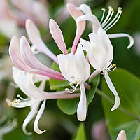 Аромаолія Honeysuckle Jasmine (Жимолость Жасмин)