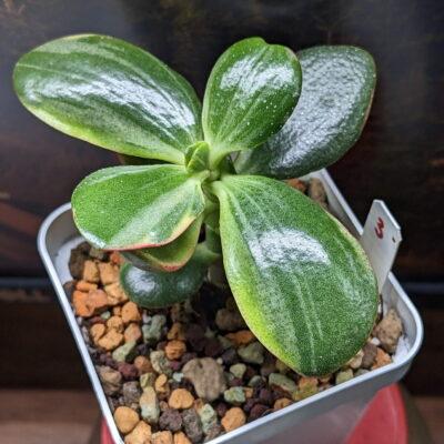 Красула Hummel’s Ghost, фото 1