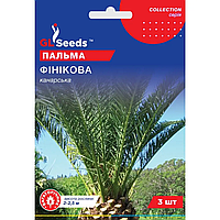 Фінікова пальма Канарська насіння GL Seeds 3 шт