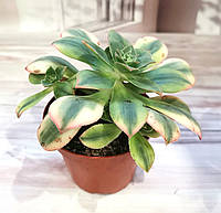 Еоніум Aeonium sunburst Суккулент Кімнатна рослина