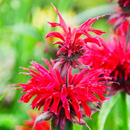 Монарда gardenview scarlet шт