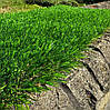 Штучна трава Green city LG Grass 40 мм 1 м Газонне покриття для виставкових стендів Трава штучна для зони барбекю, фото 3