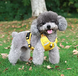 Шлеї для тварин