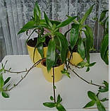 Каллізія запашна. Золотий вус, фото 4