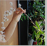 Каллізія запашна. Золотий вус, фото 3