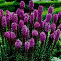 Ліатрис Ліловий