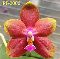 Орхідея Phal. PF -2006, підліток 1,7, АРОМА, воск