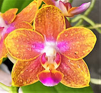 Орхідея Phal. PF - 6194, підліток 1,7, арома,