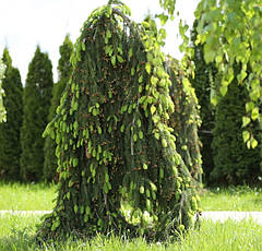 Ялина звичайна Reflexa 3 річна, Ель обыкновенная / европейская Рефлекса, Picea abies Reflexa, фото 6