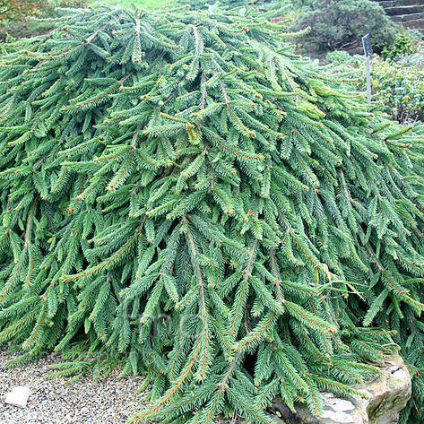 Ялина звичайна Reflexa 3 річна, Ель обыкновенная / европейская Рефлекса, Picea abies Reflexa, фото 1