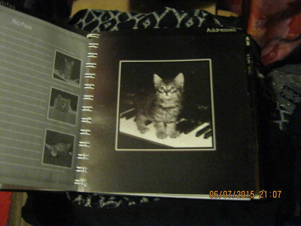 Ежедневник книга кошки котята альбом из БРИТАНИИ - фото 6 - id-p367376591